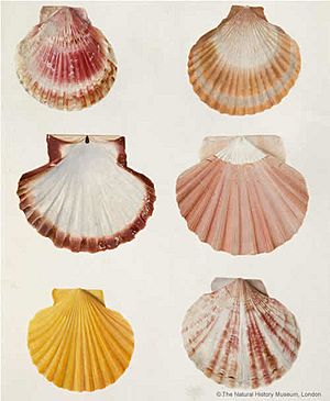 Shells watercolour by Peter Brown, c 1766