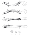 Sinanthropus clavicle