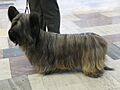 Skyeterrier
