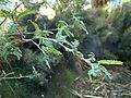 Sophora-microphylla-foliage