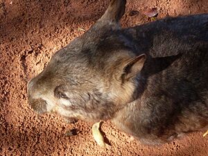 Southern Hairy-Nosed Wombat