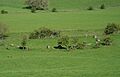 The Girdle Stanes stone circle - geograph.org.uk - 819407