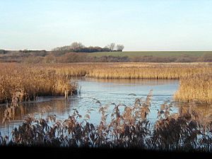 The marshes at Stodmarsh - geograph.org.uk - 88636
