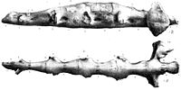 Thecospondylus.jpg