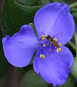 Open flower with a Toxomerus hoverfly feeding