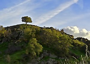 Tree on Hill foothills Sierra Nevada