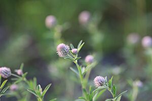 Trifolium arvense 011
