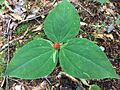 Trillium undulatum Underhill VT 2019-08-14
