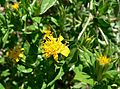 Trixis californica flower 1