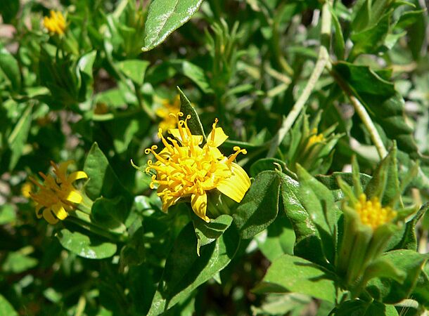 Trixis californica flower 1