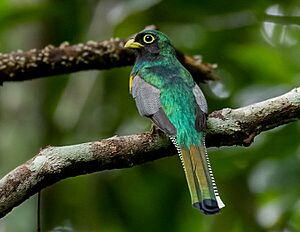 Trogon rufus Amazonian Black-throated Trogon (male); Manacapuru, Amazonas, Brazil.jpg