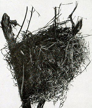 Turnagra capensis nest