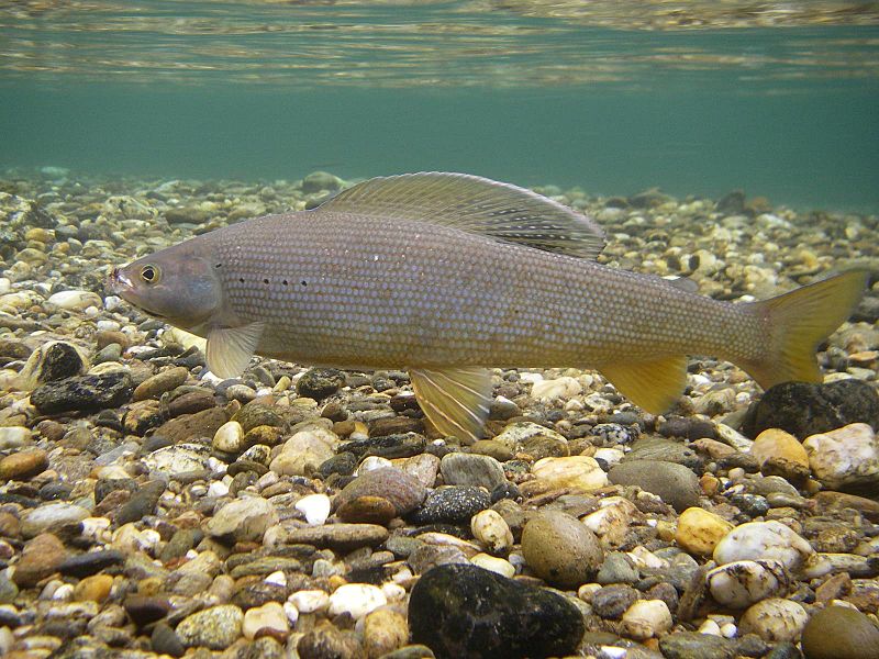 Underwater Arctic Grayling