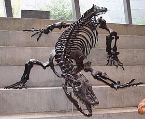 Varanus priscus Melbourne Museum