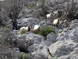 Velebit Ljubotic 3