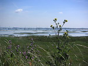 View of Emsworth Channel from Hayling Island - geograph.org.uk - 321572.jpg
