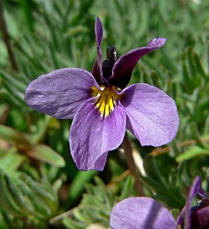Viola beckwithii 3.jpg