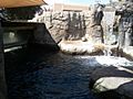 Water tank at the El Paso Zoo Sea Lion exibit