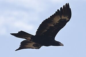 Wedge-tailed Eagle (35713410886)