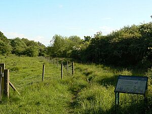 Wilwell Farm Cutting Nature Reserve - geograph.org.uk - 1323382