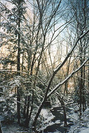 Winter Scene in East Otto, New York, January 1998