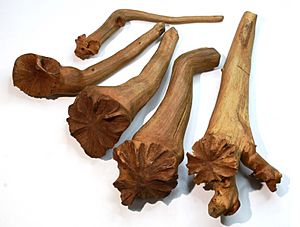 Wood roses in the collection of the Whanganui Regional Museum