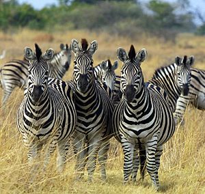 Zebra Botswana edit