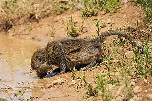 045 Juvenile olive baboon drinking in the Serengeti National Park Photo by Giles Laurent