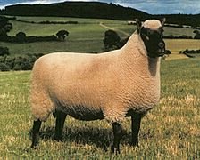 1980 UK Ram of the Year (Clun Forest breed)
