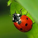 7-Spotted-Ladybug-Coccinella-septempunctata-sq1.jpg