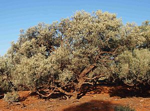 Acacia georginae.jpg