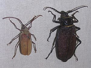 Acanthinodera cumingi