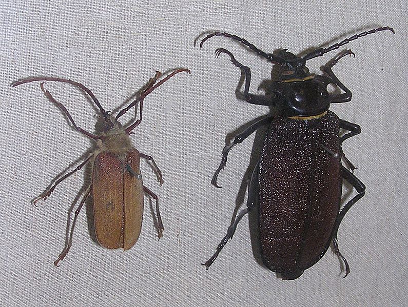 Acanthinodera cumingi