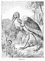 AdjutantGrandIllustratedEncyclopedia