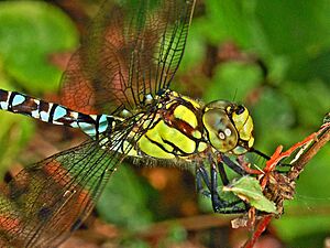 Aeshnidae - Aeshna cyanea (male close-up)
