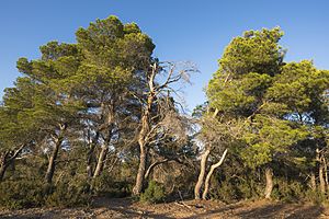 Aleppo Pines grove, Pinet, Hérault 02