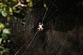 Araneus diadematus web 1