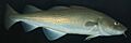 Atlantic-cod-1