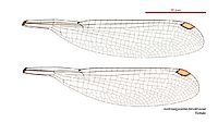 Austroargiolestes brookhousei female wings (34664647402)
