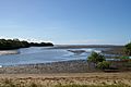 Avicennia marina seedlings, Nudgee Creek mouth, Nudgee Beach Bramble Bay Queensland IMGP0956