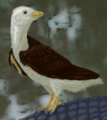 Avisaurus cropped