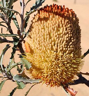 Banksia audax bloom sunny email.jpg