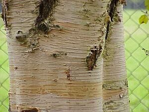 Betula papyrifera1