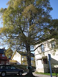 Birch-Betula-pendula-Tromsø