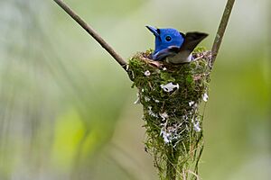 Black-naped Monarch (Hypothymis azurea)