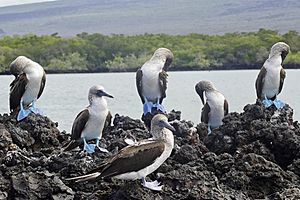 Blue-footed Boobies on Isabela Island