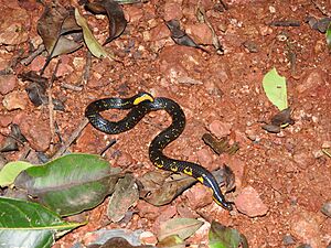 Bombay-shieldtail-matheran.jpg