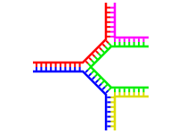 Branch-DNA-multiple