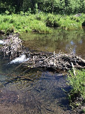 Broken beaver dam on Blackwood Creek June 2014