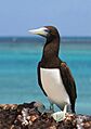Brown boobytern